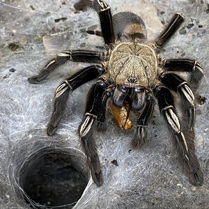 Ephebopus murinus