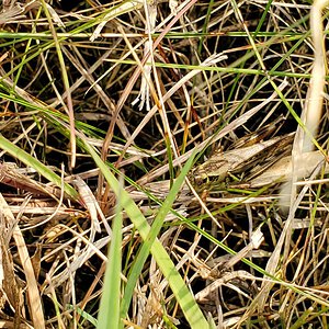 Impressively Camouflaged Grasshopper