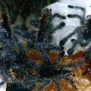 Avicularia merianae