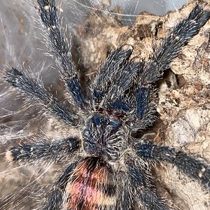 Avicularia variegata juvenile female