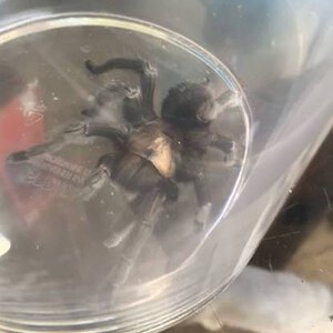 Texas Tarantula found near San Antonio.