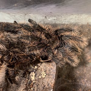 Freshly molted hobby form Tliltocatl albopilosus female