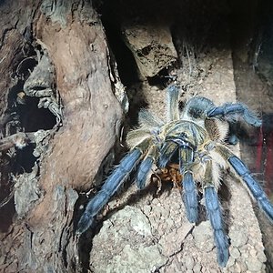 0.1 Harpactira pulchripes