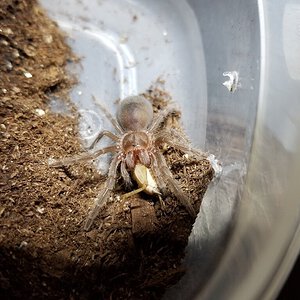 G pulchra munching on some cricket