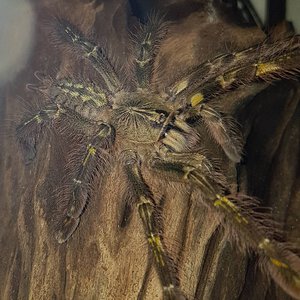 01 Poecilotheria rufilata juvenile