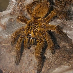 P. murinus