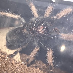 B. Boehmei