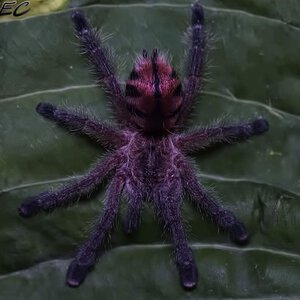 Avicularia merianae | Arachnoboards