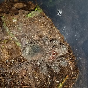 The endless stomach of Theraphosa