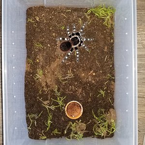 A geniculata enclosure