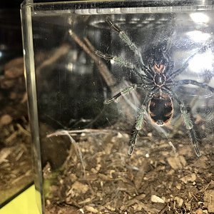 GBB