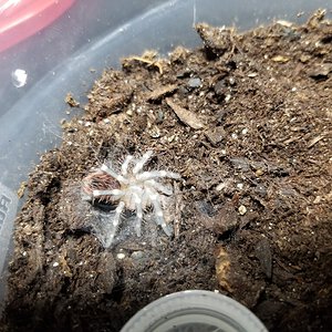 Newly molted A geniculata