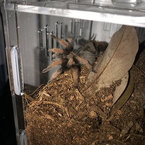 Brachypelma Emilia