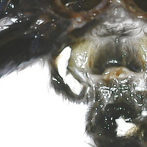C.versicolor. 3,5 cm body. Male or female?