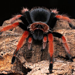 Brachypelma boehmei.