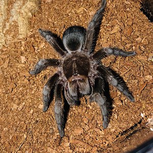 G. pulchra