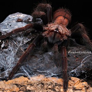 Chilobrachys fimbriatus.