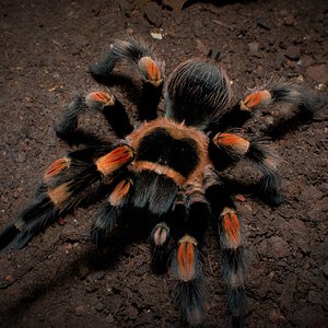 0.1 Brachypelma hamorii