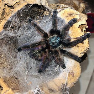 C. versicolor (1 of 2)