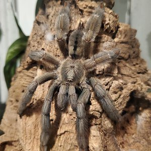 AF Psalmopoeus cambridgei