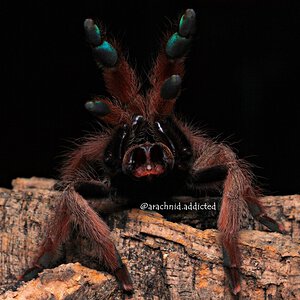 Psalmopoeus pulcher.