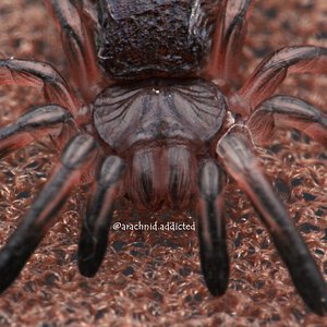 Avicularia avicularia