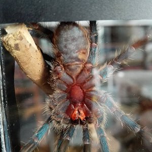 Dolichothele diamantinensis 0.1