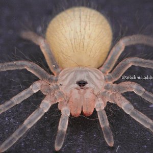 Brachypelma hamorii.