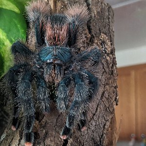 Avicularia A??