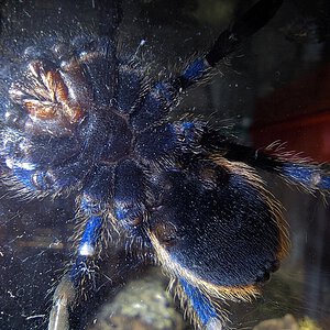 Chromatopelma Cyaneopubescens L8