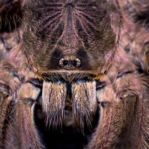 Poecilotheria subfusca (MM)