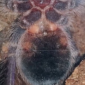 Phormictopus sp. Dominican purple 4"