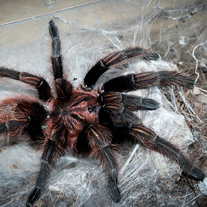 Freshly Moulted Adult Female Bonnetina sp. Chamela (cyaneifemur) ~ 4"