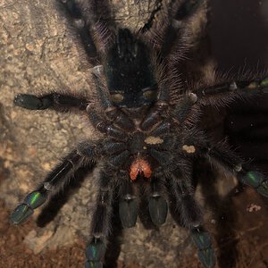 C. versicolor, 3’’