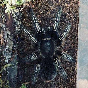 Earl, the Aphonopelma Seemanni