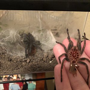 Elsa molted - new dress ftw!