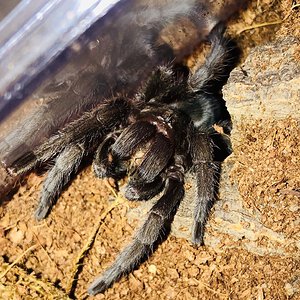 G. pulchra