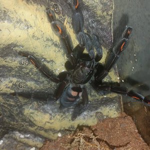 Beautiful fresh molt of P. irminia