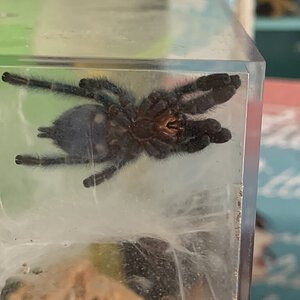 1.5” C. versicolor