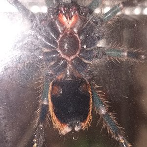 Chromatopelma cyaneopubescens - is it male or female?