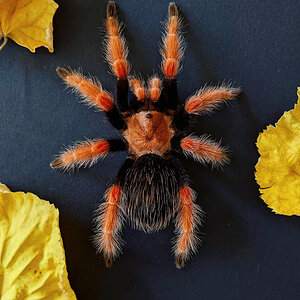 Kali - Brachypelma boehmei