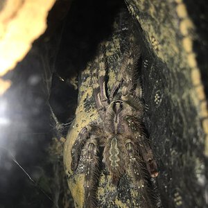 4" poecilotheria vittata sex?