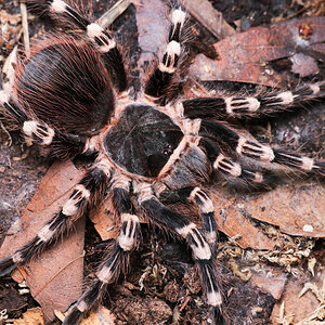 Acanthoscurria geniculata