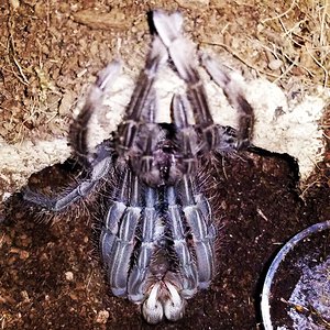 Theraphosa stirmi