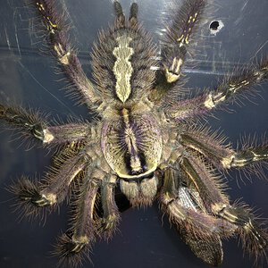 Poecilotheria ornata Feeding