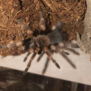 Pablo - Brachypelma smithi