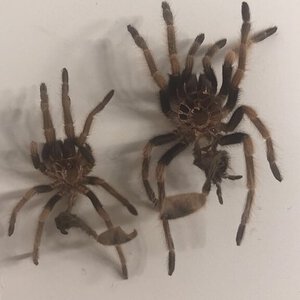 1st and 2nd molt - Brachypelma smithi