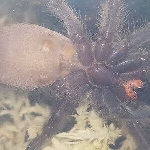 Tapinauchenius violaceus 3" dls