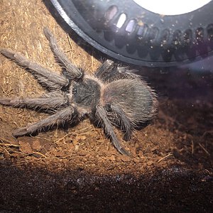 lasiodora parahybana