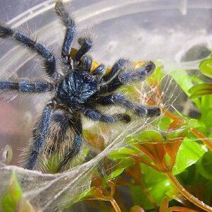 C. versicolor eating a mealworm